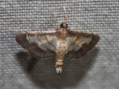 Cnaphalocrocis trebiusalis