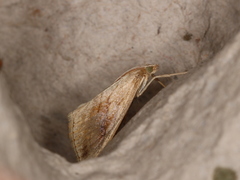 Evergestis forficalis