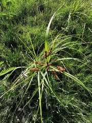Cyperus ustulatus