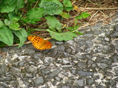 Argynnis hyperbius hyperbius