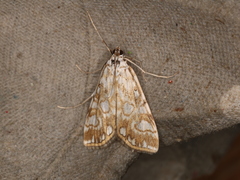 Elophila nymphaeata