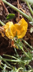 Glaucium flavum