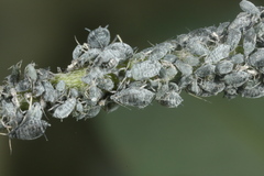 Aphis cytisorum