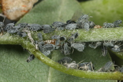 Aphis cytisorum