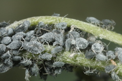 Aphis cytisorum