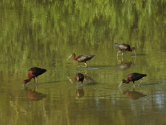 Plegadis falcinellus