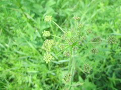 Apiaceae