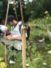 Rhagonycha fulva