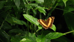 Yoma sabina