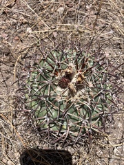 Coryphantha poselgeriana