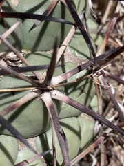 Coryphantha poselgeriana