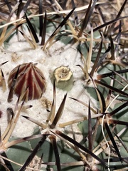 Coryphantha poselgeriana