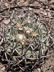 Coryphantha poselgeriana