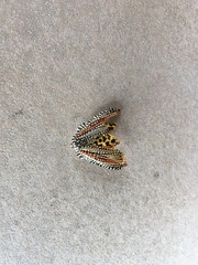 Cerace xanthocosma