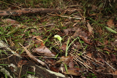 Pterostylis collina