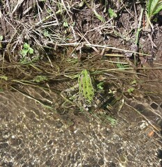 Pelophylax perezi