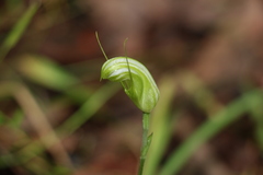 Pterostylis collina