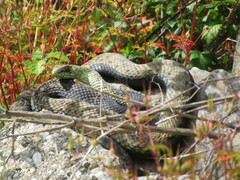Malpolon monspessulanus