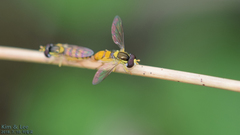 Sphaerophoria menthastri