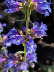 Penstemon watsonii