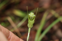 Pterostylis collina