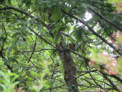 Erithacus rubecula