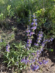 Penstemon watsonii