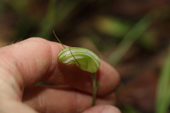 Pterostylis collina