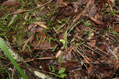 Pterostylis collina