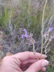Salvia albicaulis