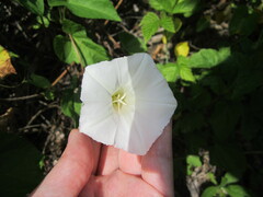 Calystegia