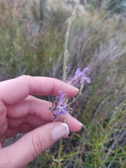 Salvia albicaulis