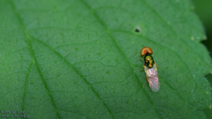 Microchrysa flaviventris