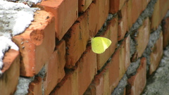 Eurema blanda arsakia