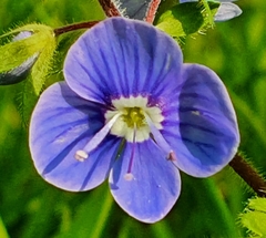 Veronica chamaedrys
