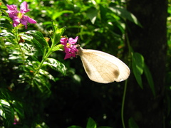 Leptosia nina niobe