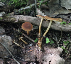 Gymnopus ocior