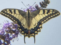 Papilio machaon