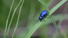 Chrysochus chinensis