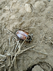 Melolontha pectoralis