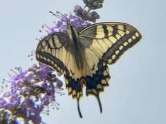 Papilio machaon