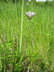 Allium angulosum