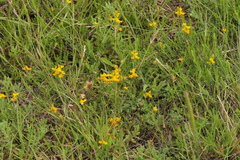Genista micrantha