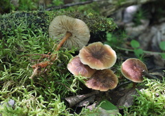Gymnopus ocior