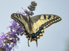 Papilio machaon