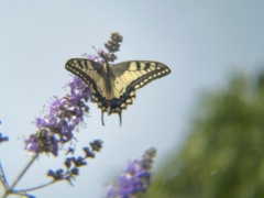 Papilio machaon