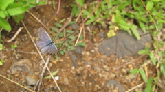 Pseudozizeeria maha okinawana