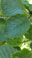 Eriophyes alniincanae