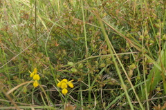 Genista micrantha