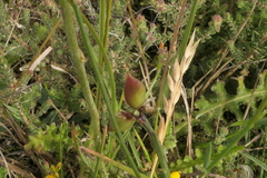 Genista micrantha